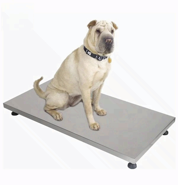 on Sale Fishing Scale Pet Scal - Fishing Equipment For Sale review and price